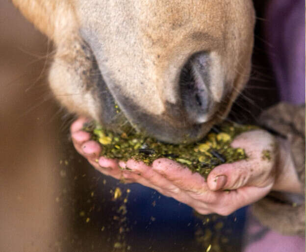 hoeveler impression pferdefutter einsatzbereich 2 2